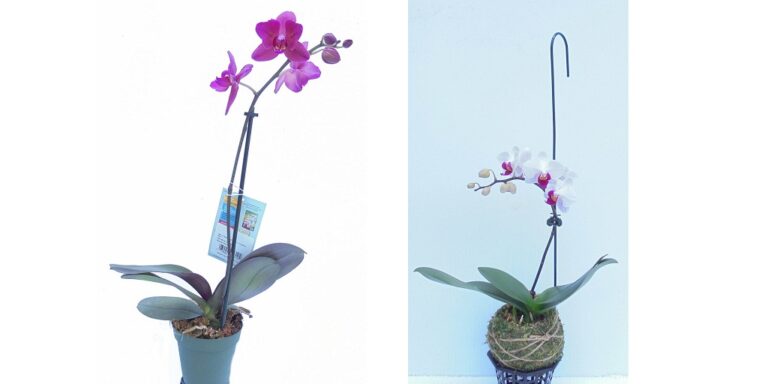 Tips for Getting Vanda Orchids to Bloom
