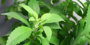 Stevia Plant Available