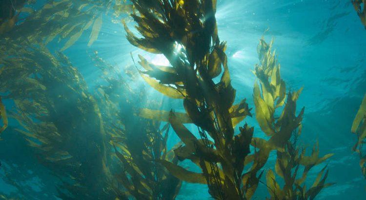 Commercial Seaweeds Market to Reach US$ 30,961 Million by 2027 | CAGR of 9.71%