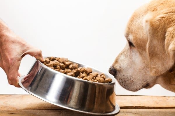 Dog Food Market Trends, Demand, Share, Major Player, Competitive Outlook Forecast to 2022-2027