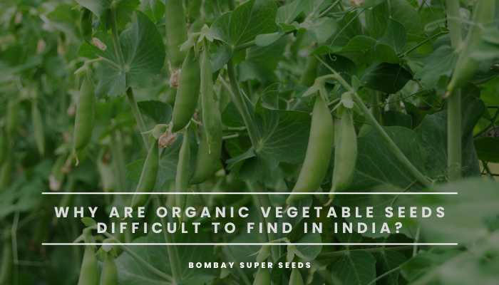 Why are organic vegetable seeds difficult to find in India?￼