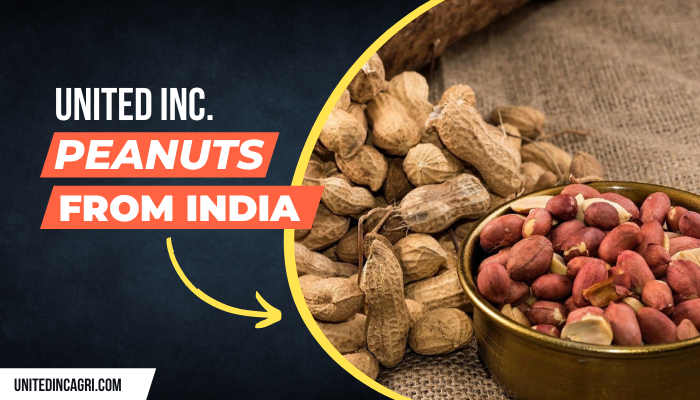 Important Guidelines for Exporting peanuts from India￼