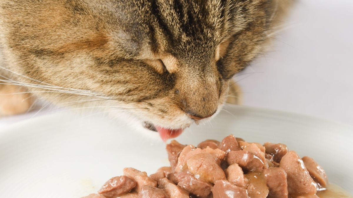 Cat Food Market  Volume Analysis, Segments, Value Share and Key Trends 2022-2027