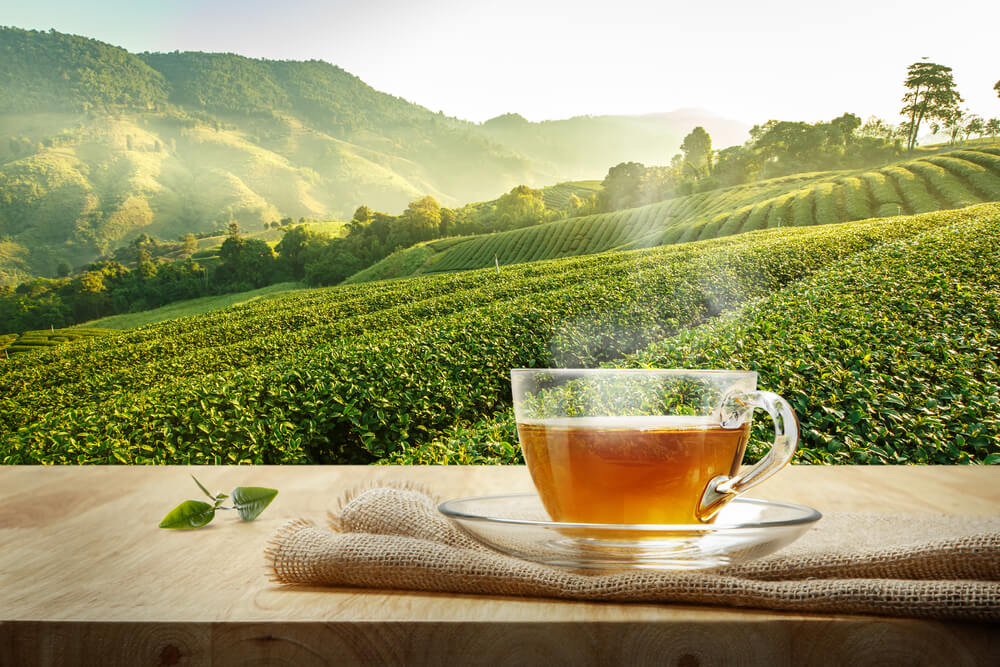 India Tea Market Research Report 2022, Size, Share, Trends and Forecast to 2027