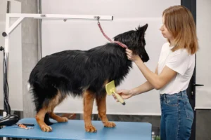 online dog grooming training in Canada