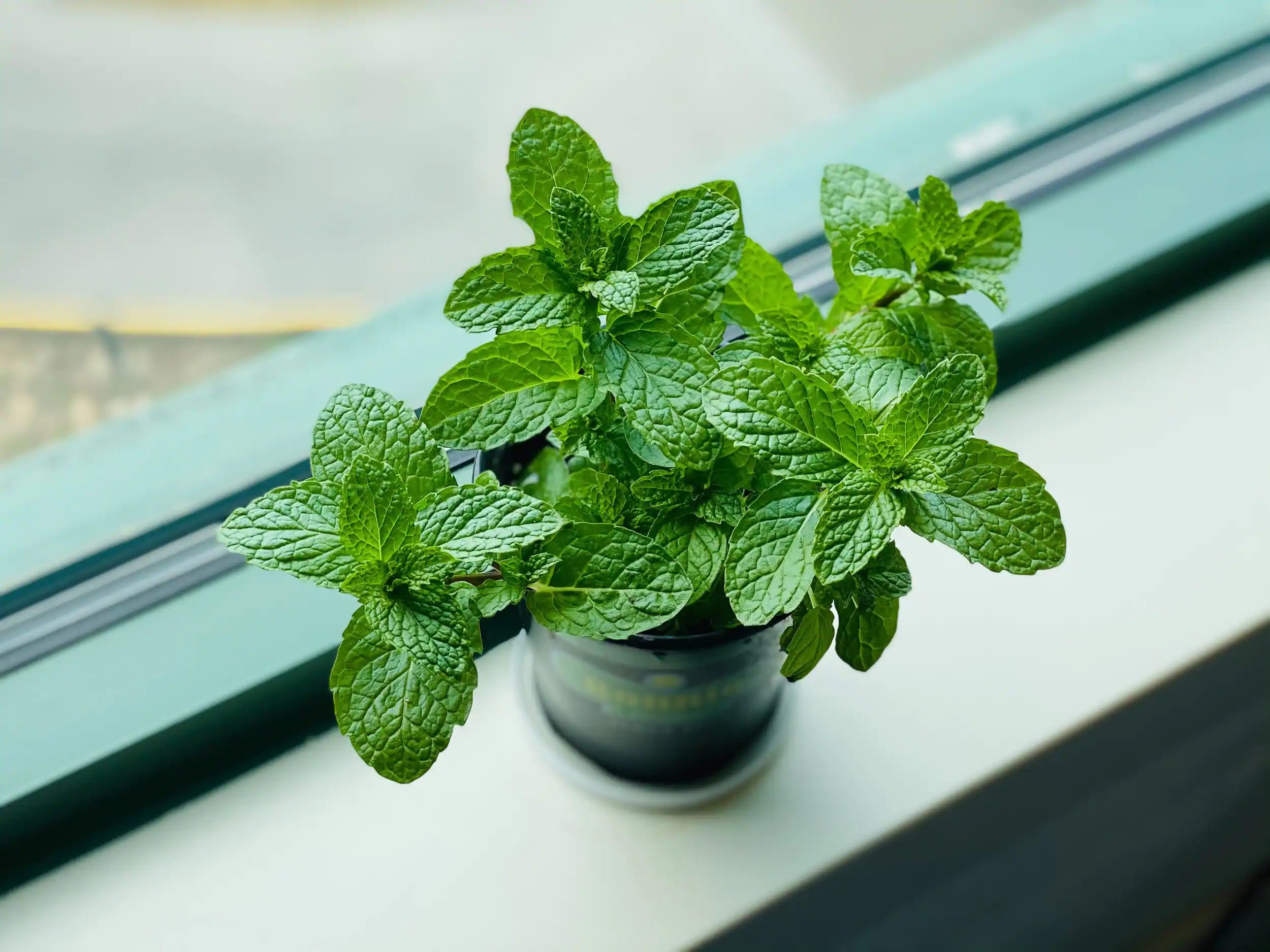 Mint leaves have many health benefits (1)